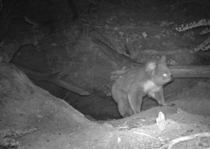 A wombat, a koala and a rabbit in a burrow | Pursuit by The University of  Melbourne