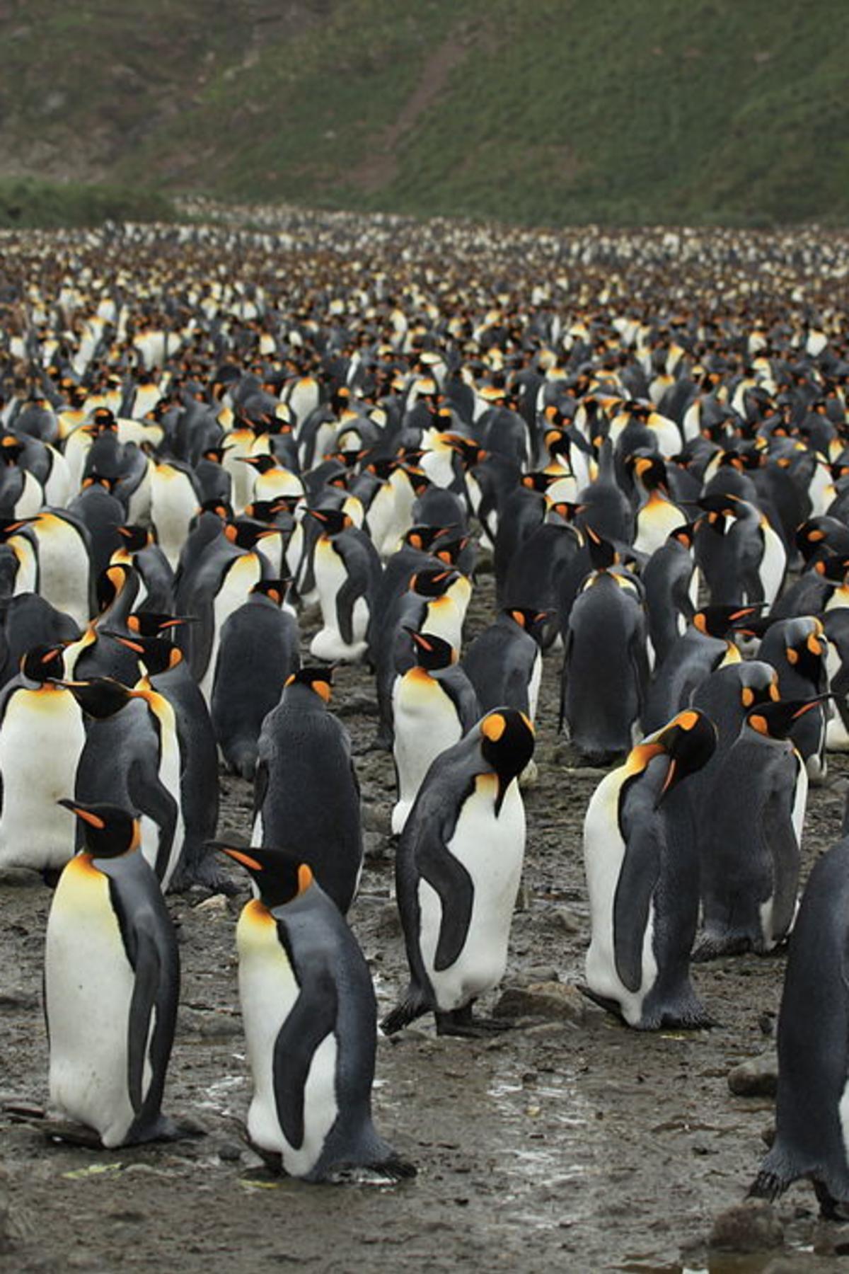 how do penguins find mates 2