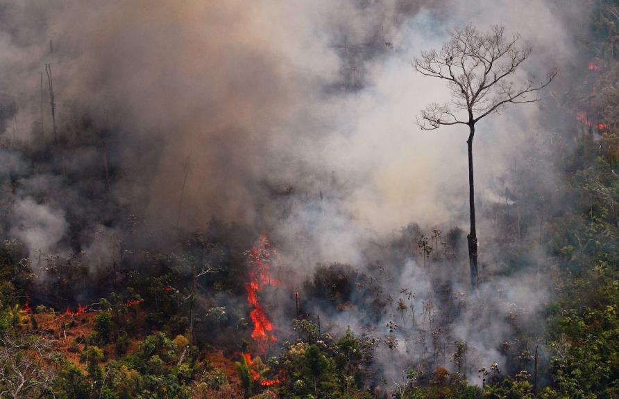 Why Are Our Rainforests Burning Pursuit By The University Of Melbourne 2805