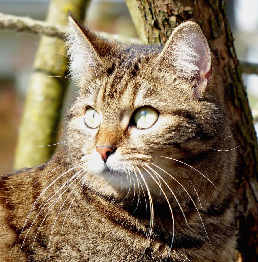 Why a cat  s whiskers  are the bee s knees Pursuit by The 