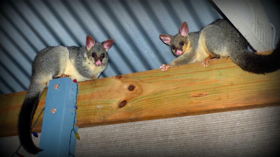 stops possums eating garden