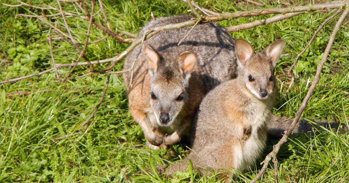 Herbicide impacts marsupial reproduction and development | Pursuit by