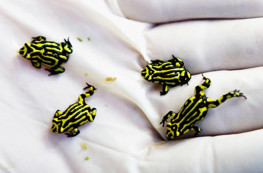 Animals of Australia - Corroboree Frog Figurine