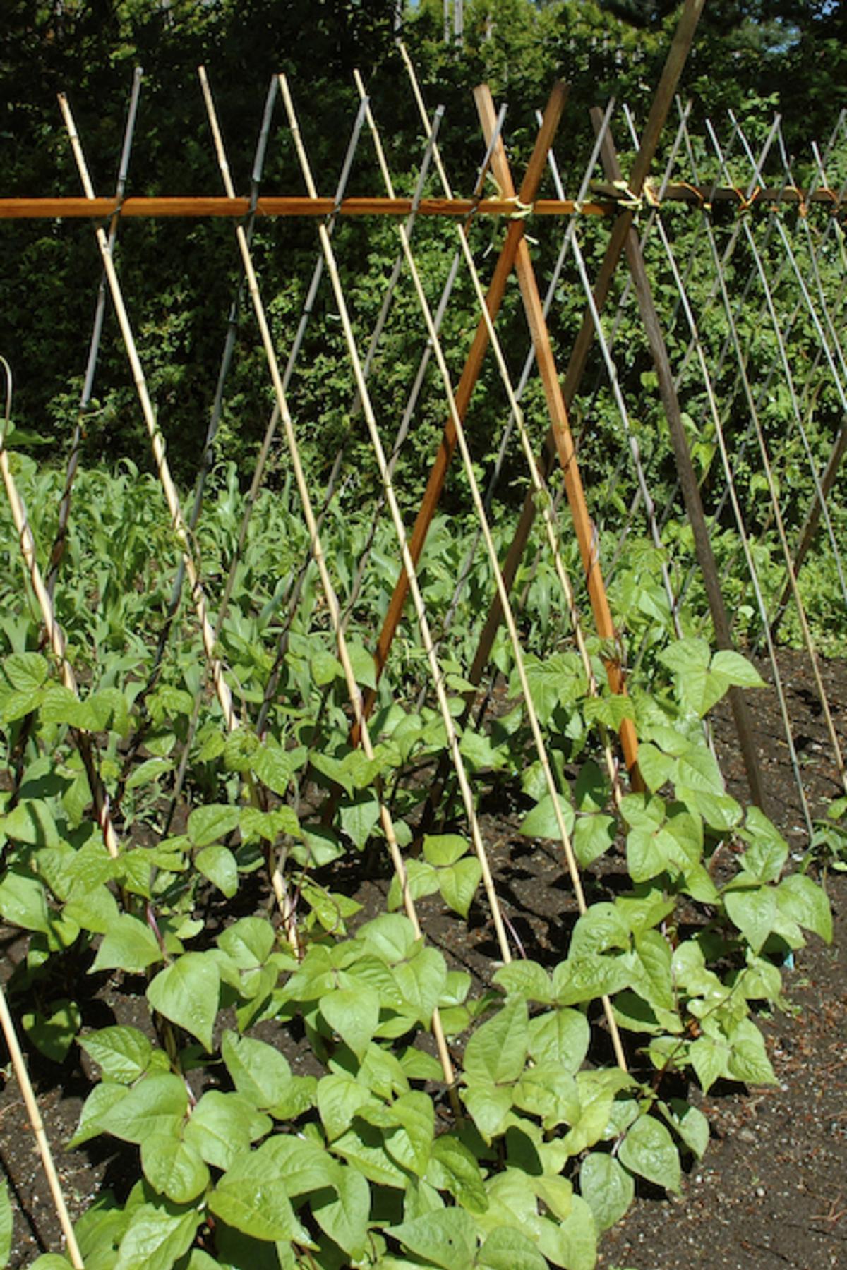 Is a tomato tree a myth or a reality Is a tomato tree a myth or a reality