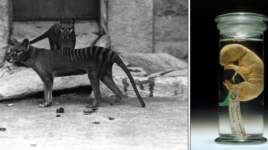 CRISPR is helping “de-extinct” the Tasmanian tiger