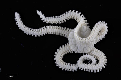 Tiny brittle star, Amphipholis linopneusti. Picture: Caroline Harding