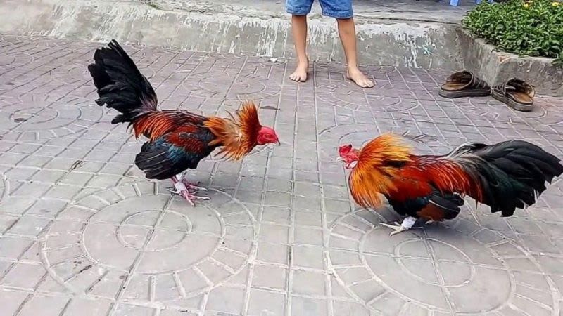 Những điều cần biết về đá gà trực tuyến trên mạng da ga truc tuyen - Những điều cần biết về đá gà trực tuyến trên mạng