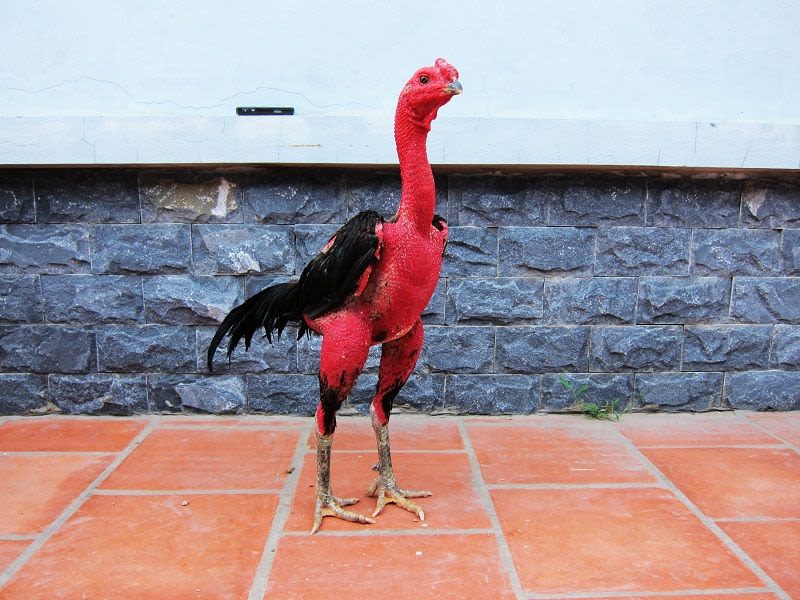 cách nuôi gà chọi chiến