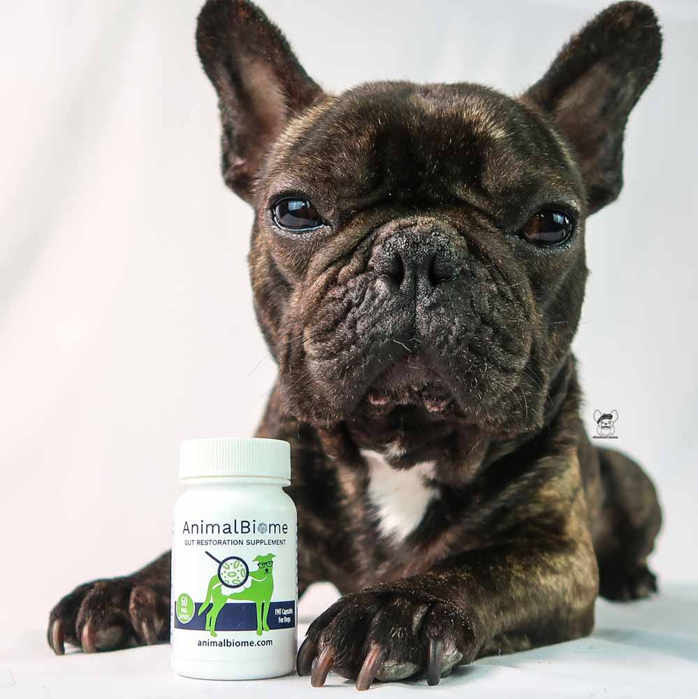 Replenishing Your Dog's Gut Health - Our Experience