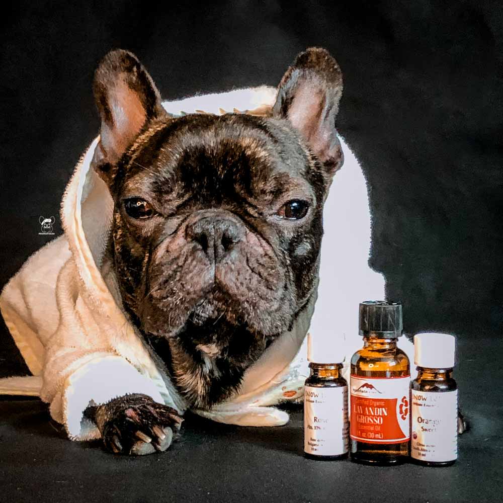 What You Need To Know About Essential Oils For Dogs