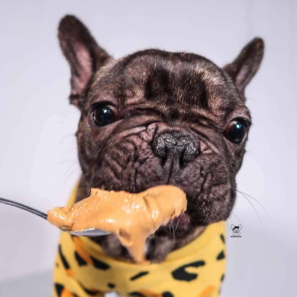 Is Peanut Butter Safe To Feed To Your Dog