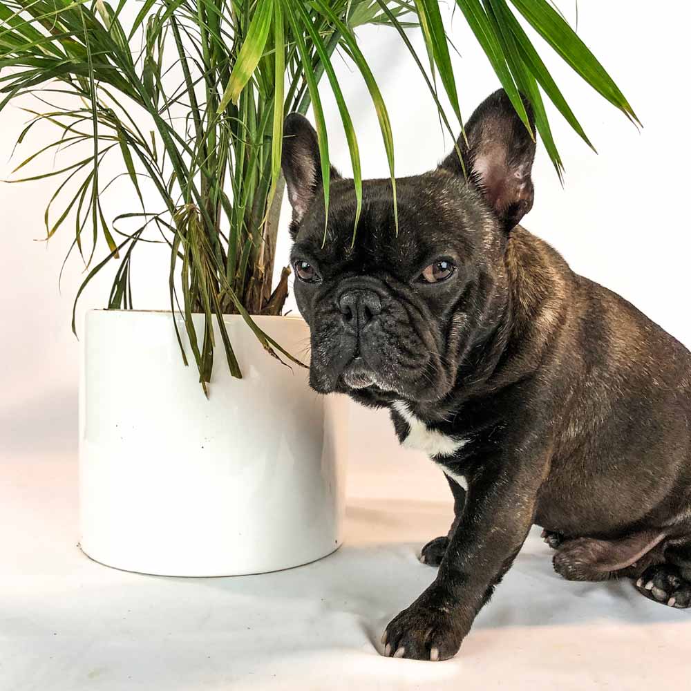 Top 10 Poisonous Plants Every Dog Should Avoid