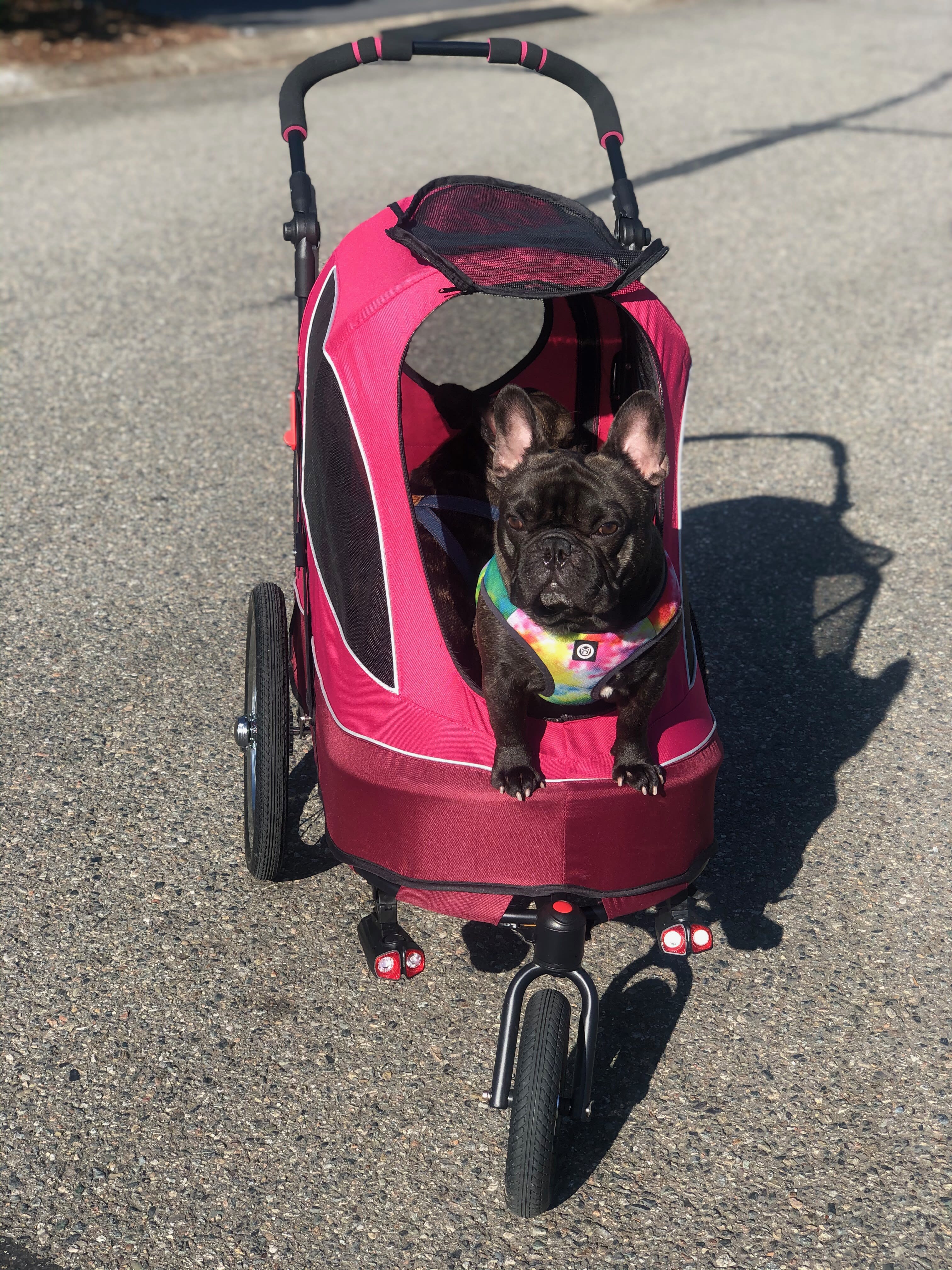 French bulldog in stroller hotsell