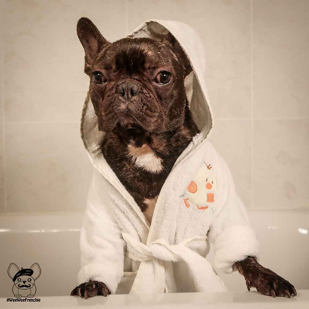 Bathing Your Dog - What Do You Need to Know?
