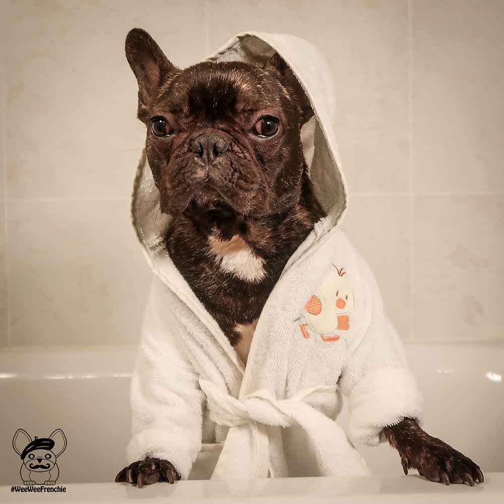 how often do you bathe french bulldogs