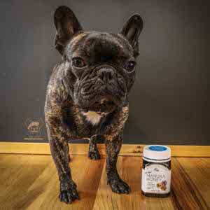 Manuka honey for sale dogs upset stomach