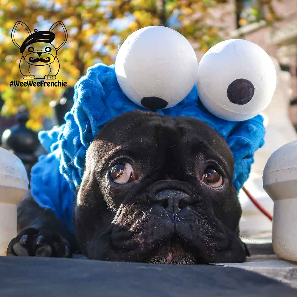 How to Keep Your Dog Safe on Halloween