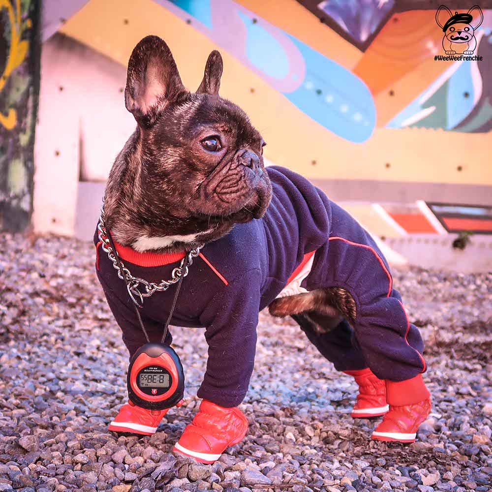 Miamore Pets - Track Suit Product Review