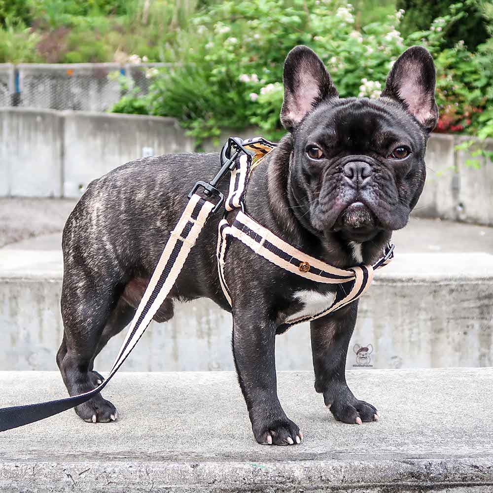 Saint Rue Harness and Leash