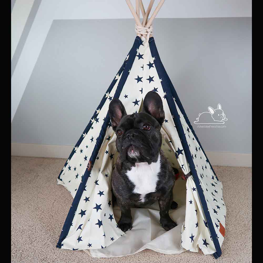 French bulldog clearance teepee