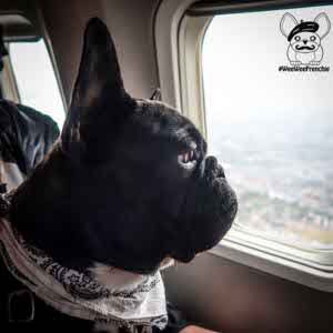 can french bulldogs fly on planes