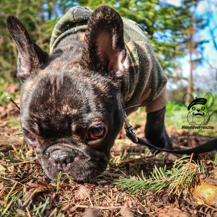 Is it bad if dogs eat mulch