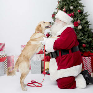 Santa Paws