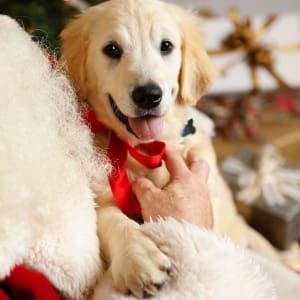 Santa Paws