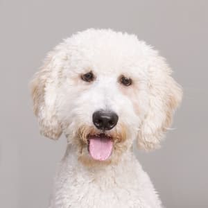 Pet Photography Events