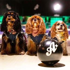 Dog Parent Bowling League